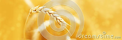 Ripe ears of rye in field during harvest. Agriculture summer landscape. Rural scene. Macro. Panoramic image Stock Photo