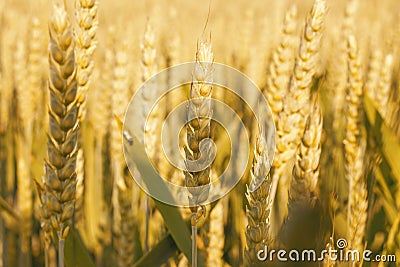 Ripe ears of wheat in a field on a blurry background in golden tones. Soft lighting effects. Natural background Stock Photo