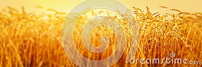 Ripe ears of wheat in field during harvest close up. Agriculture summer landscape. Rural scene. Panoramic image Stock Photo