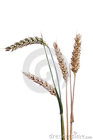 Ripe ears of wheat Stock Photo