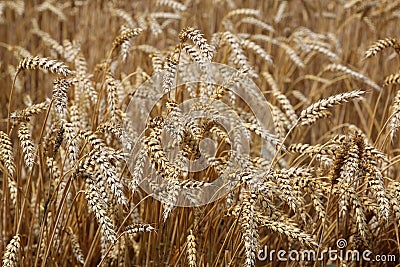 Ripe ears of winter barley in the field Stock Photo