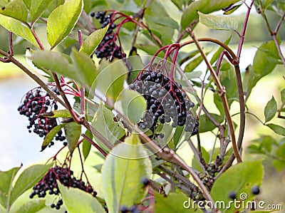 Ripe elderberries growing wild in a tree by the canal Stock Photo