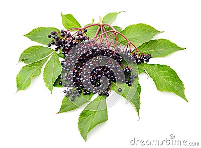 Ripe elderberry berries Stock Photo