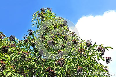 Ripe elderberry on branch Stock Photo