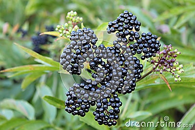 Ripe elderberry Stock Photo