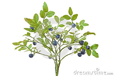 Ripe fresh blueberry branch Stock Photo