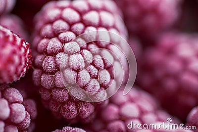 Ripe frozen raspberries close-up macro photography, selective focus, fruit background Stock Photo