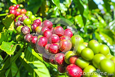 Ripe fruit on the coffee plantations Stock Photo