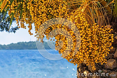 Ripe fruit harvest of berries of orange juicy dates on a date palm by the ocean opposite the sea landscape Stock Photo