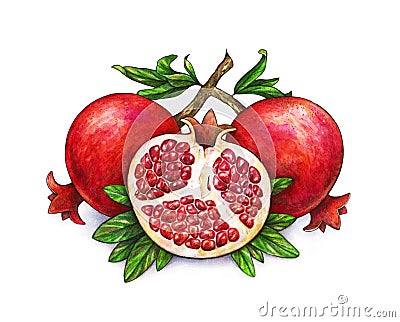 Ripe fruit of red pomegranate on a branch is isolated on a white background. Watercolor illustration of pomegranate and green Cartoon Illustration