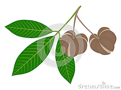 Ripe fruits Hevea brasiliensis leaves isolated on white background. Vector Illustration