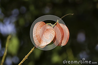 Ripe fruits of Koelreuteria elegans tree close-up on blurred background Stock Photo