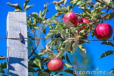 Ripe fruits of red apples on the branches of young apple trees. Stock Photo