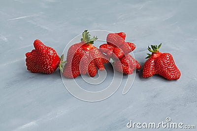 Ripe funny strawberry berries. Trendy food. Concept - Eating ugly fruits and vegetables. Grey background, copy space Stock Photo