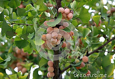 Ripe ginkgo fruit hanging all over the branches Stock Photo
