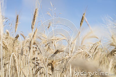 Ripe gold-colored wheat spikes across blue sky Stock Photo