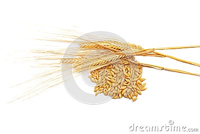 Ripe golden color wheat spike and grains isolated Stock Photo