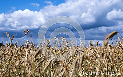 Ripe golden color wheats growing in nature against sunny party cloudy sky Stock Photo