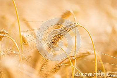 Ripe golden ear of wheat Stock Photo