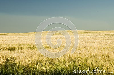 Ripe golden wheat 5 Stock Photo