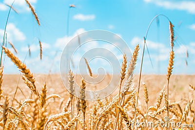 Ripe golden wheat ears ready for threshing. Stock Photo