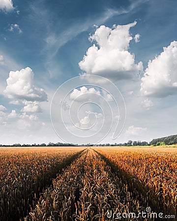 Ripe golden wheat field against the blue sky background Stock Photo