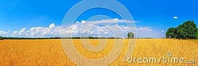 ripe golden wheat field by summertime panorama Stock Photo