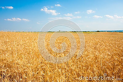 Ripe golden wheat field in summertime Stock Photo