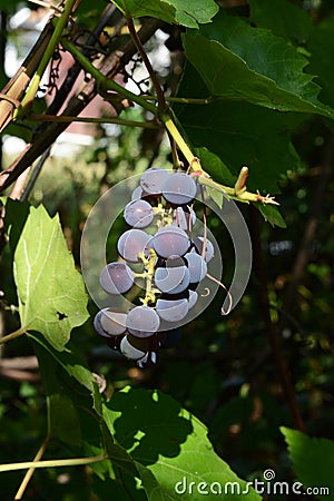 Ripe grape in the garden, closeup. Vitis labrusca Stock Photo