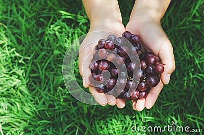 ripe grape in hand farmer show on green grass background Stock Photo