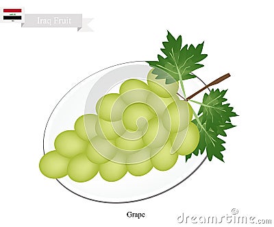 Ripe Grape, A Popular Fruit in Iraq Vector Illustration