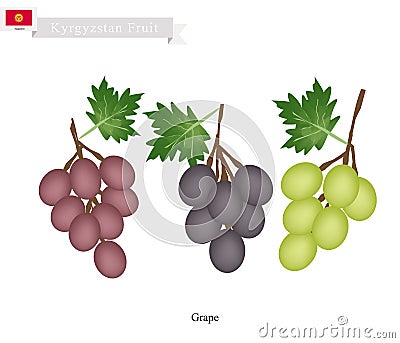 Ripe Grape, A Popular Fruit in Kazakhstan Vector Illustration