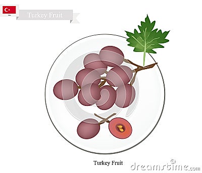 Ripe Grape, A Popular Fruit in Turkey Vector Illustration