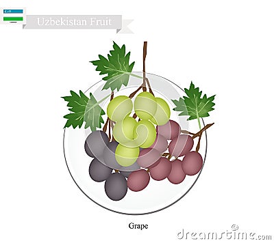 Ripe Grape, A Popular Fruit in Uzbekistan Vector Illustration