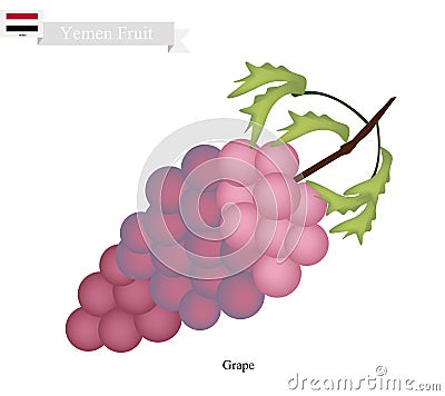 Ripe Grape, A Popular Fruit in Yemen Vector Illustration