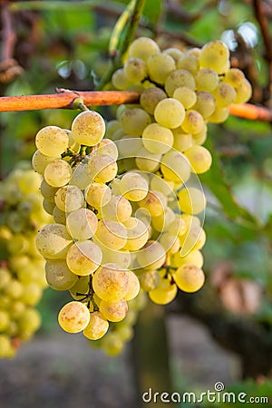 Ripe grapes Stock Photo