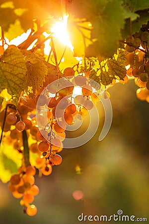 Ripe grapes on a vine with bright sun shining through the green Stock Photo