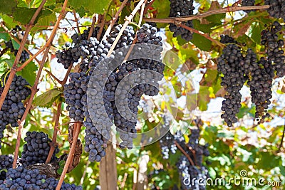 Ripe grapes on a vine with green leaves Stock Photo