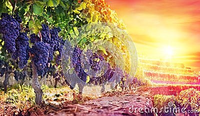 Ripe Grapes In Vineyard At Sunset Stock Photo