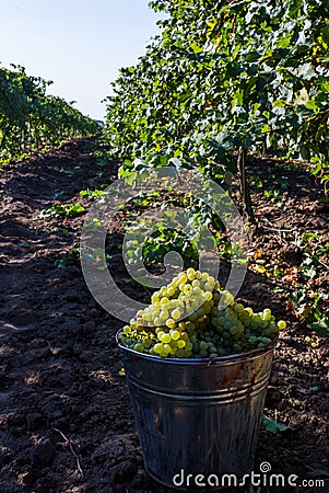 Ripe green grapes in autumn Stock Photo