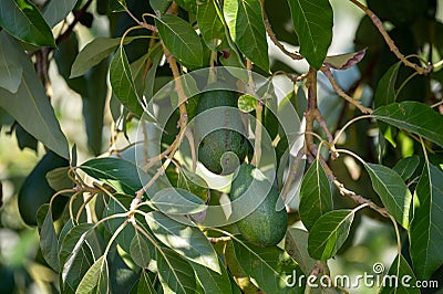 Ripe green hass avocadoes hanging on tree ready to harvest, avocado plantation on Cyprus Stock Photo