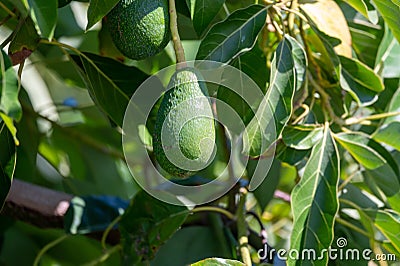 Ripe green hass avocadoes hanging on tree ready to harvest, avocado plantation on Cyprus Stock Photo