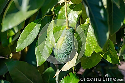 Ripe green hass avocadoes hanging on tree ready to harvest, avocado plantation on Cyprus Stock Photo