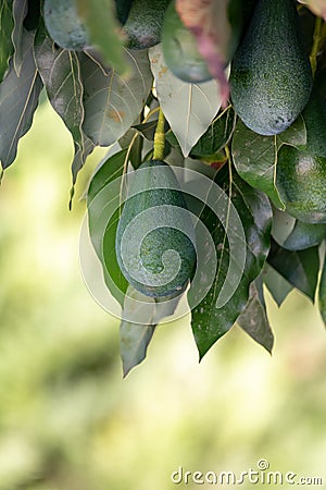 Ripe green hass avocadoes hanging on tree ready to harvest, avocado plantation on Cyprus Stock Photo
