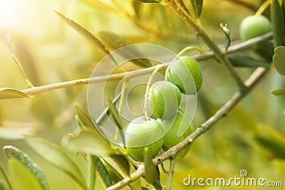 Ripe green olives Stock Photo