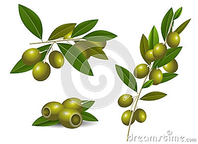 Ripe green olives Vector Illustration