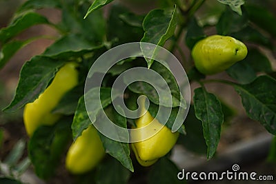 Ripe green peppers on hte bush in a summer garden Stock Photo