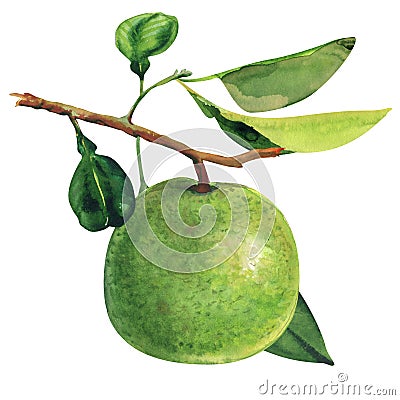 Ripe green pomelo hanging on branch, tropical pomelo tree, citrus fruit and leaf isolated, hand drawn watercolor Cartoon Illustration