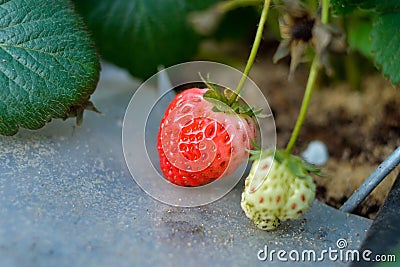 Ripe and green strawberries Stock Photo