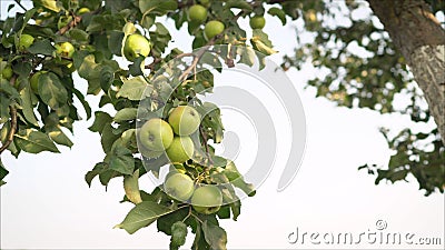 Ripe green yellow apples on the branch growing. Green apples grow on a tree Stock Photo